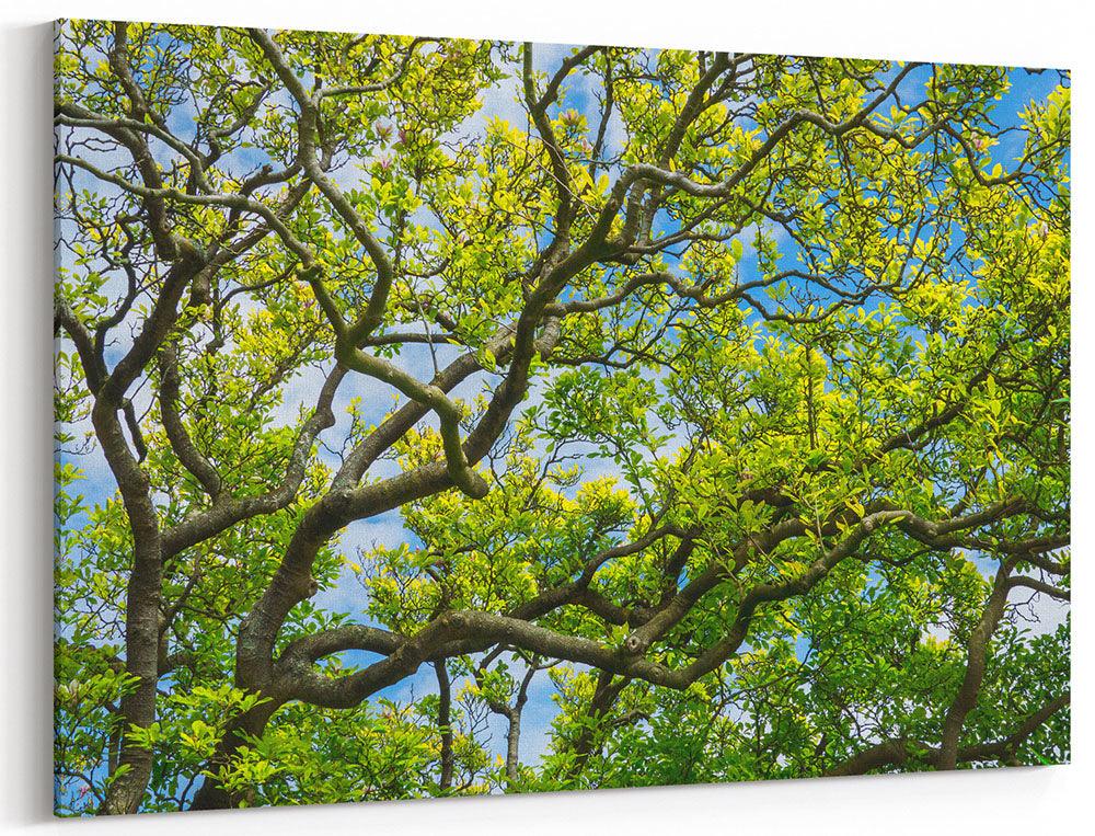 Magnolienbaum den Himmel ergreifend - Leinwand Howling Nature