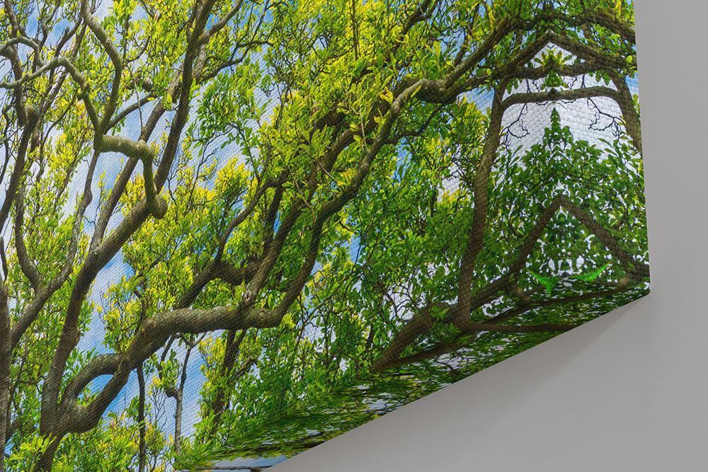 Magnolienbaum den Himmel ergreifend - Leinwand Howling Nature