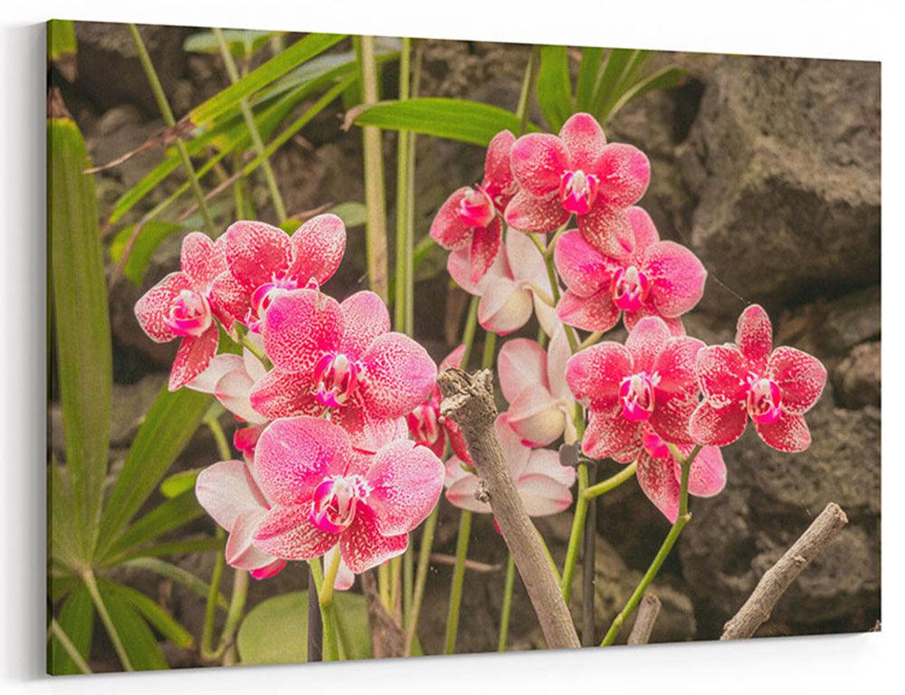 Orchidee in voller Pracht - Leinwand Howling Nature