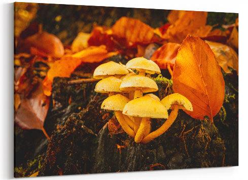 Pilze im Herbst - Leinwand Howling Nature