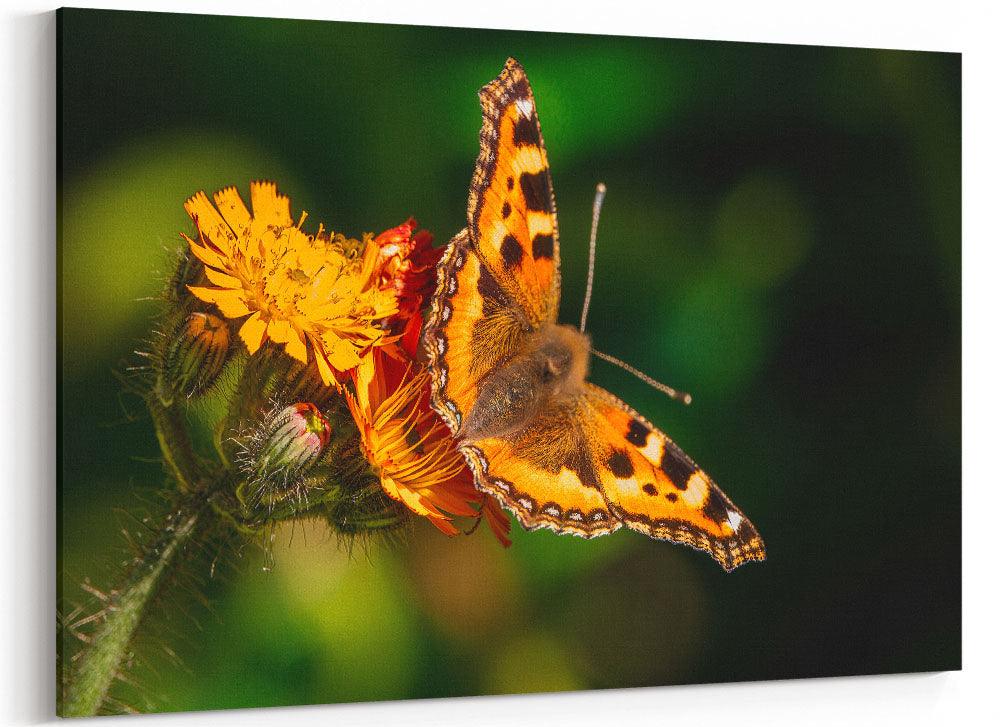 Schmetterling im Sommer - Leinwand Howling Nature