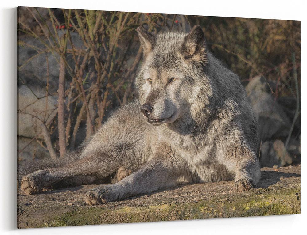 Timberwolf, aufmerksam - Leinwand Howling Nature