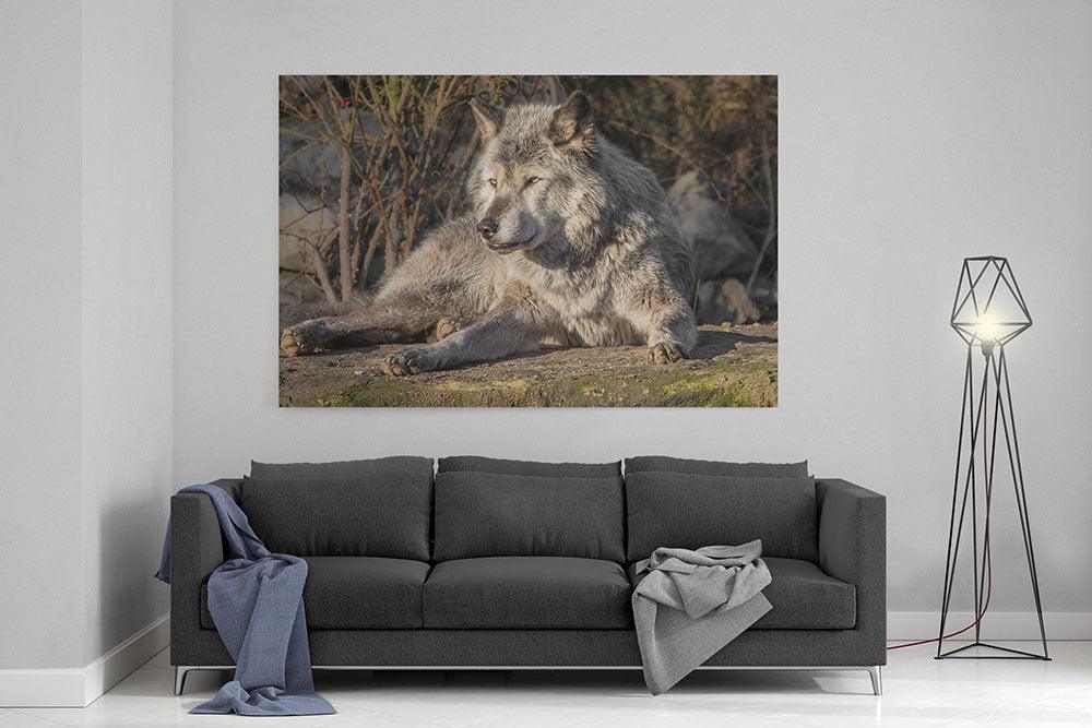Timberwolf, aufmerksam - Leinwand Howling Nature