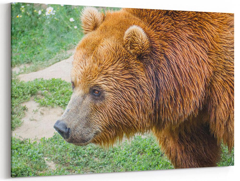Braunbär im Profil 2 - Leinwand - Howling Nature