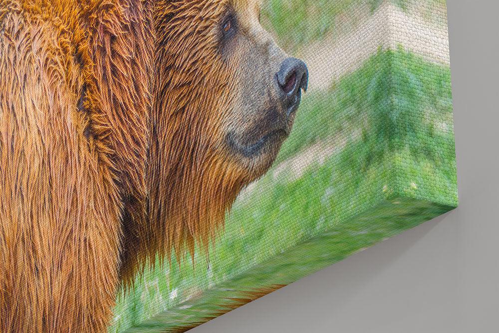 Braunbär im Profil - Leinwand - Howling Nature