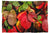 Herbstblätter in Rot - Kuscheldecke - Howling Nature