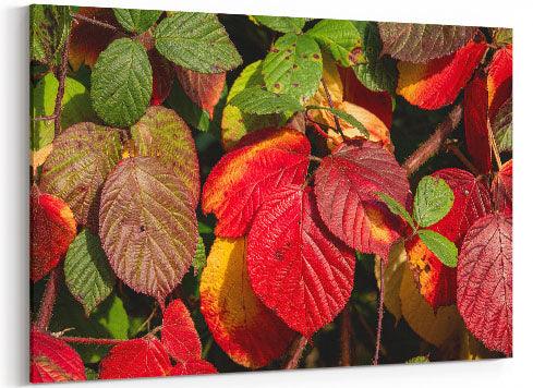 Herbstblätter in Rot - Leinwand - Howling Nature